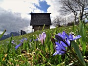 Spettacolo di fiori ai prati della Pigolotta di Valtorta-8apr23 